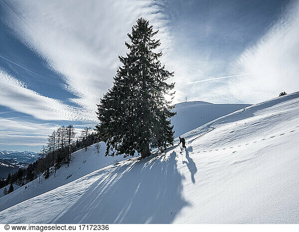 Man skiing by tree on Karkopf  Lattengeburge  Berchtesgadenerland  Germany