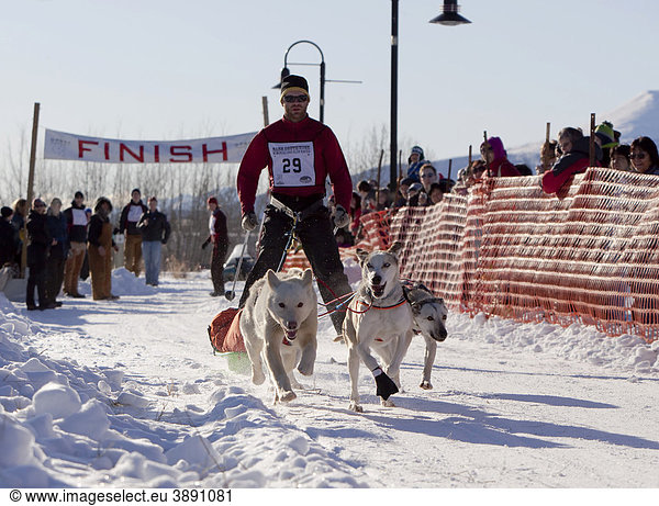 Man skijoring sled dogs pulling cross country skier and small sled pulka dog sport Alaskan Huskies start of Road Runner 100 dog sled race Whitehorse Yukon Territory Canada