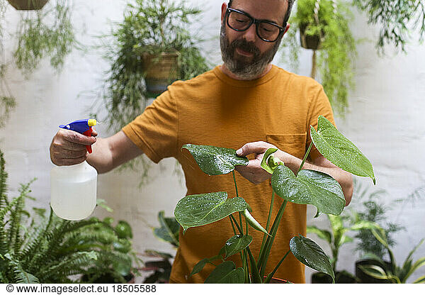 Man spraying green plant (Monstera Deliciosa)   cleaning the leaves.