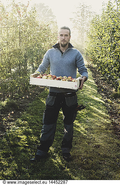 Man standing in apple orchard  holding crate with apples. Apple harvest in autumn.