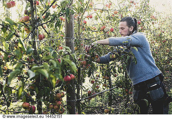 Man standing in apple orchard  picking apples from tree. Apple harvest in autumn.