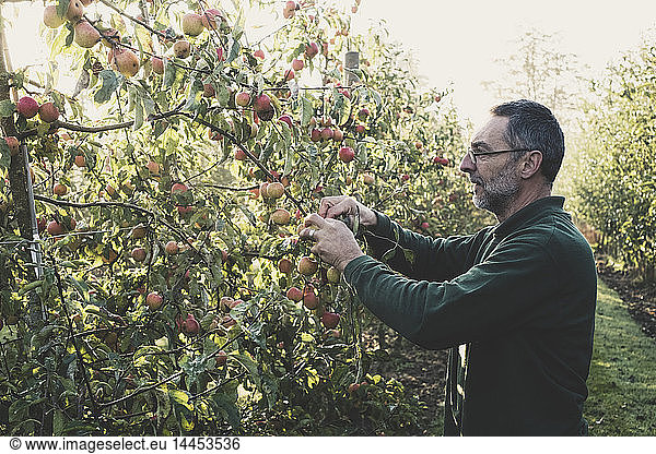 Man standing in apple orchard  picking apples from tree. Apple harvest in autumn.