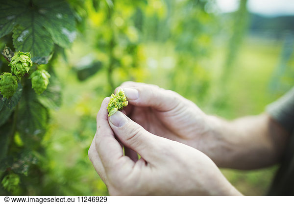 Man standing outdoors  picking hops from a tall flowering vine with green leaves and cone shaped flowers  for flavouring beer.