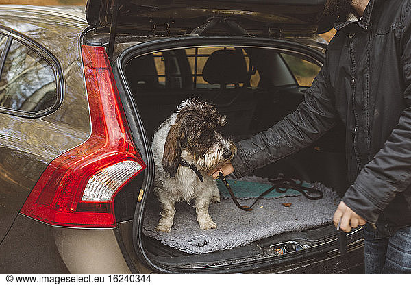 Man stroking dog in car boot