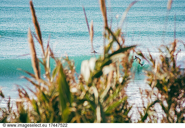 man surfing a wave in the sea among the leaves