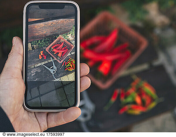 Man taking photo of red chilies in basket