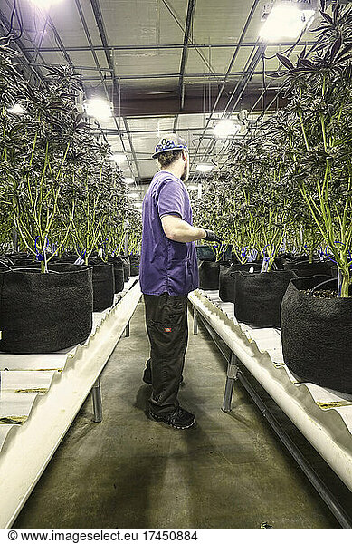 man tending Mimosa cannabis plants in large indoor grow