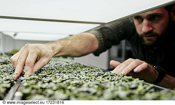 Man tending trays of microgreens in urban farm
