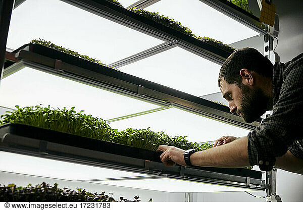Man tending trays of microgreens seedlings growing in urban farm