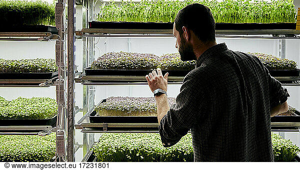 Man tending trays of microgreens seedlings growing in urban farm