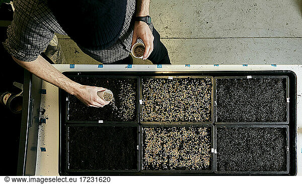 Man tending trays of pea seeds in urban farm