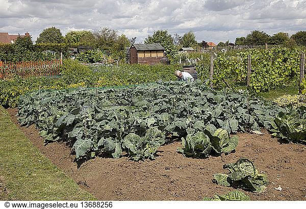 Man tending vegetables on allotment  with netting over cabbages  Mickleton  UK.
