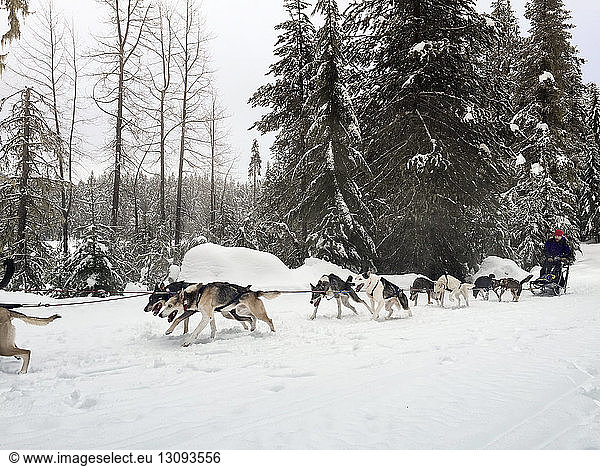 Man travelling on dog sled at snow covered field