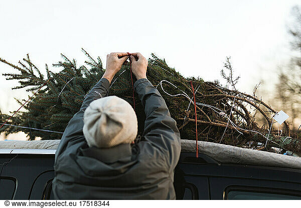 Man tying Christmas tree on top of his car