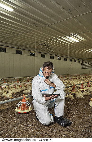 Man using tablet pc in illuminated chicken's farm