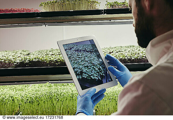 Man using tablet to check growth of microgreens in urban farm