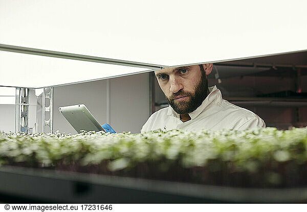 Man using tablet to check microgreens in urban farm