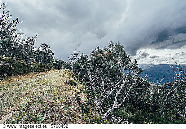 Man walking along trees mountain ridge Alpine National Park Australia