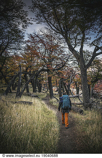man walking in the forest in chalten