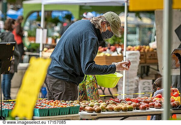 Man wearing mask and plastic gloves picks up tomato to examine it  Silver Spring Farmers Market  Silver Spring  MD.