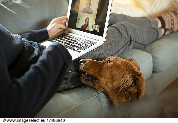 Man with dog video conferencing with colleagues on laptop screen