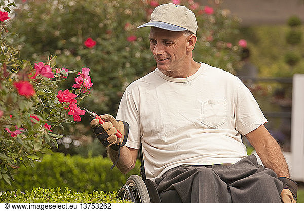 Man with spinal cord injury in a wheelchair trimming roses in garden