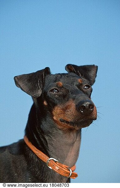 Manchester Terrier (animals) (Säugetiere) (mammals) (Haushund) (domestic dog) (Haustier) (Heimtier) (pet) (außen) (outdoor) (Kopf) (head) (Porträt) (portrait) (schwarz) (black)