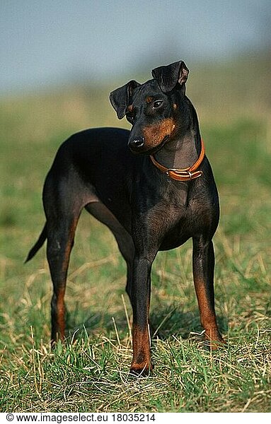 Manchester Terrier (animals) (Säugetiere) (mammals) (Haushund) (domestic dog) (Haustier) (Heimtier) (pet) (Großbritannien) (Great Britain) (außen) (outdoor) (Wiese) (meadow) (stehen) (standing) (adult) (schwarz) (black)