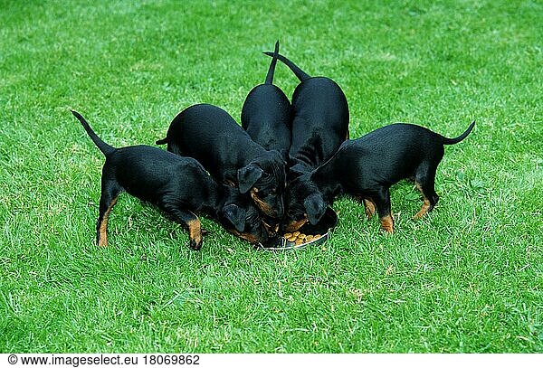Manchester Terrier  puppies  6 weeks old  eating  Manchester-Terrier  Welpen  6 Wochen alt  fressend (Saeugetiere) (mammals) (animals) (Haushund) (domestic dog) (Haustier) (Heimtier) (pet) (außen) (outdoor) (Wiese) (meadow) (schwarz) (black) (stehen) (standing) (Futternapf) (feeding bowl) (Gruppe) (group) (fünf) (five) (Jungtier) (young) (puppy) (Querformat) (horizontal) (Wettbewerb) (competition)