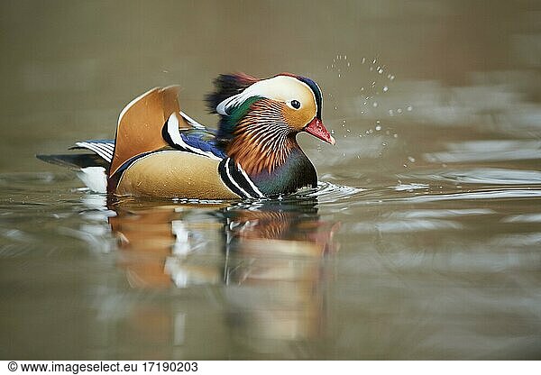 Mandarin duck (Aix galericulata) male swimming in water  Bavaria  Germany  Europe