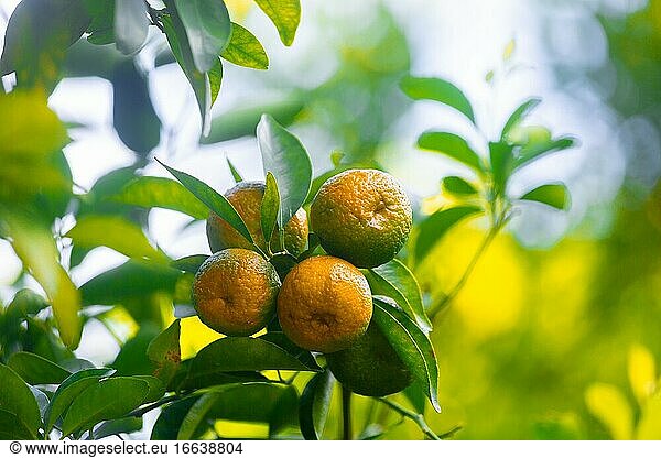 Mandarinenplantage (Citrus Tangerina). Grünes Blatt und orangefarbener Hintergrund.