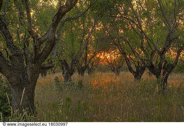Mandel (Prunus dulcis) Obstgarten  bei Sonnenuntergang  Bouches-du-Rhone  Provence  Frankreich  Juni  Europa