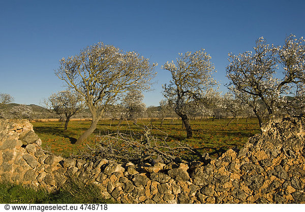 Mandelbäume in Blüte im Tal von Santa Ines  Santa AgnËs  Ibiza  Spanien  Europa