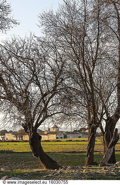 Mandelbäume. Paraje de Botas  Almansa  Provinz Albacete  Kastilien-La Mancha  Spanien
