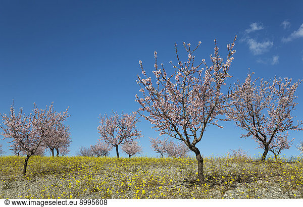 Mandelbäume (Prunus dulcis) in voller Blüte Plantage Provinz Almería Andalusien Spanien