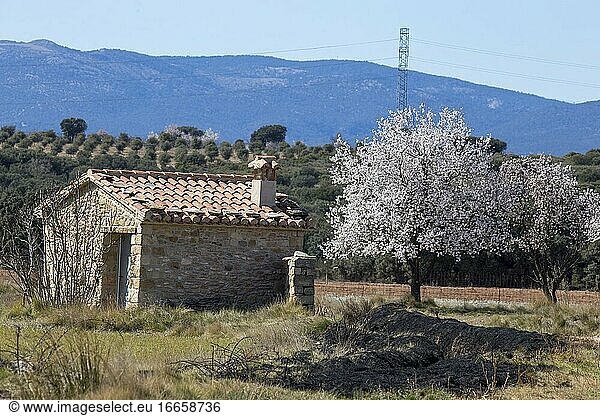 Mandelbaum Blumen auf Zweig blühen in Teruel Plantagen Aragon Spanien.