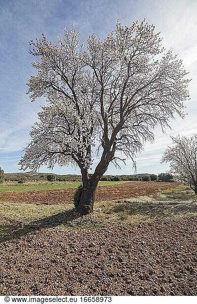Mandelbaum Blumen auf Zweig blühen in Teruel Plantagen Aragon Spanien.