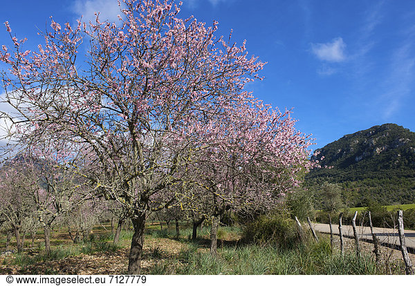 Mandelbaum  Prunus dulcis  Außenaufnahme  Europa  Tag  europäisch  niemand  Blüte  Natur  Insel  Mallorca  Mandel  Balearen  Balearische Inseln  freie Natur  Spanien  spanisch  Valldemossa