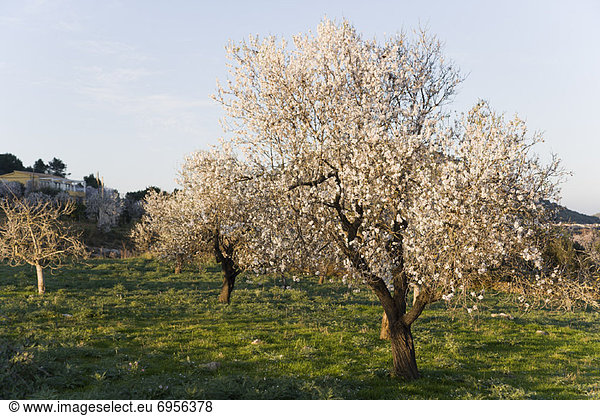 Mandelbaum  Prunus dulcis  Mallorca  Spanien