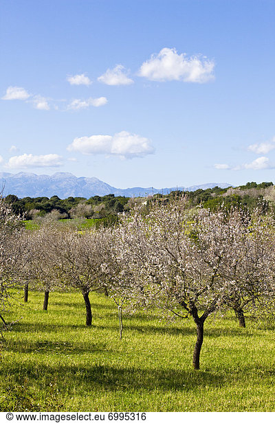 Mandelbaum  Prunus dulcis  Mallorca  Spanien