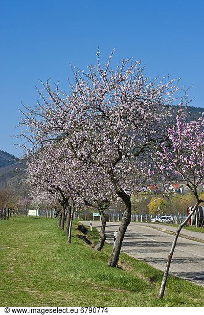 Mandelbaumblüte an der sogenannten Mandelmeile, Edenkoben, Deutsche Weinstraße, Südliche Weinstraße, Pfalz, Rheinland-Pfalz, Deutschland, Europa