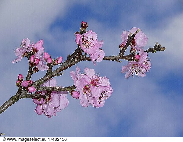 Mandelbaumblüte  Frühjahrsblüher  Mandelbaum (Prunus dulcis) (syn. Prunus amygdalus)