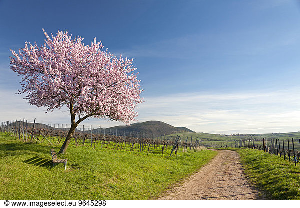 Mandelbaumblüte Mandelbaum (Prunus dulcis) Südpfalz Pfalz Rheinland-Pfalz Deutschland Europa