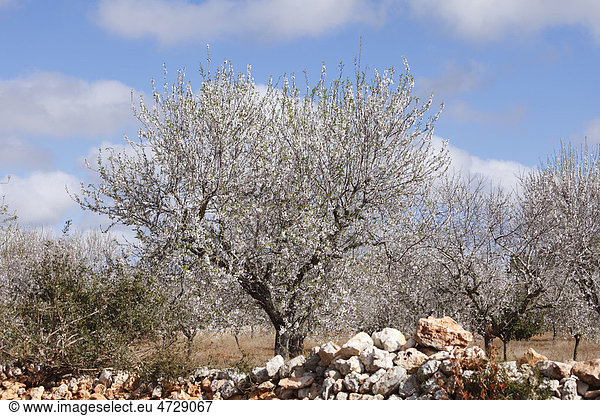 Mandelblüte,  blühende Mandelbäume (Prunus dulcis),  Alqueria Blanca,  Mallorca,  Balearen,  Spanien,  Europa