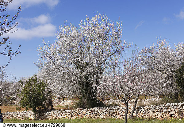 Mandelblüte  blühende Mandelbäume (Prunus dulcis)  Alqueria Blanca  Mallorca  Balearen  Spanien  Europa