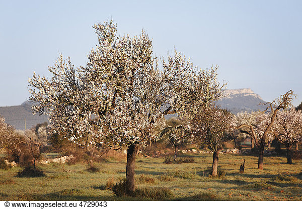 Mandelblüte  blühende Mandelbäume (Prunus dulcis)  Campos  Mallorca  Balearen  Spanien  Europa