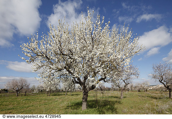 Mandelblüte blühende Mandelbäume (Prunus dulcis) Montuiri Mallorca Balearen Spanien Europa
