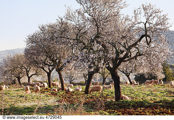 Mandelblüte  blühende Mandelbäume (Prunus dulcis)  Schafe  Santanyi  Mallorca  Balearen  Spanien  Europa