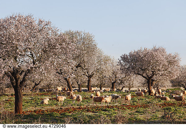Mandelblüte blühende Mandelbäume (Prunus dulcis) Schafe Santanyi Mallorca Balearen Spanien Europa