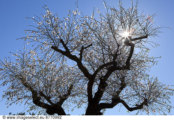 Mandelblüte  blühender Mandelbaum (Prunus dulcis)  Mallorca  Balearen  Spanien